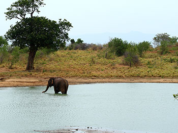 Safari Game Drives in Udawalawe National Park