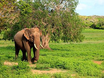 Safari Game Drives in Yala National Park